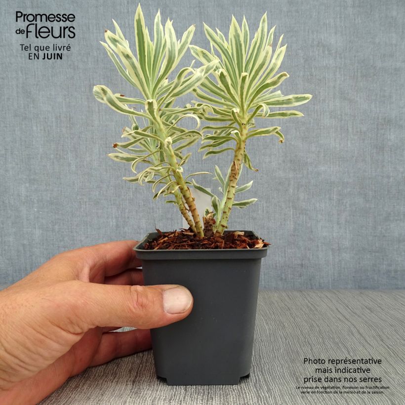 Exemplar von Euphorbia characias Tasmanian tiger - Palisaden-Wolfsmilch Kleine Töpfe von 8/9 cm wie im Sommer geliefert