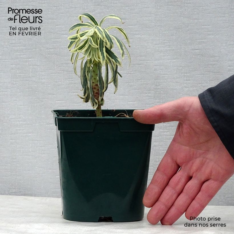Exemplar von Euphorbia characias Tasmanian tiger - Palisaden-Wolfsmilch Topf mit 1,5L/2L wie im Winter geliefert