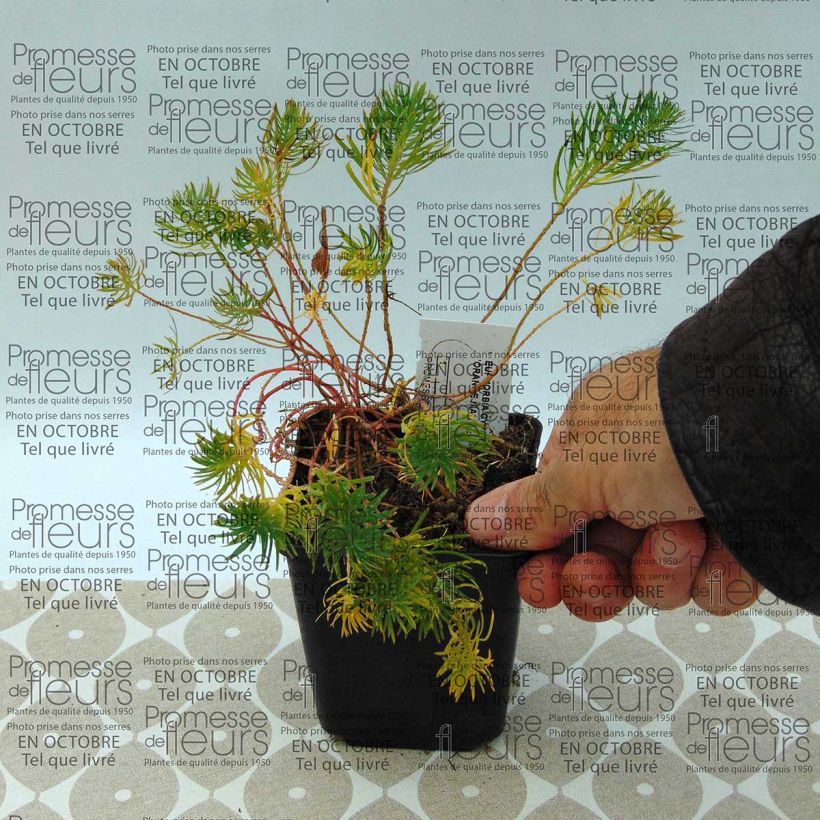 Beispiel eines Exemplars von Euphorbia cyparissias Orange Man - Zypressen-Wolfsmilch Kleine Töpfe von 8/9 cm wie geliefert