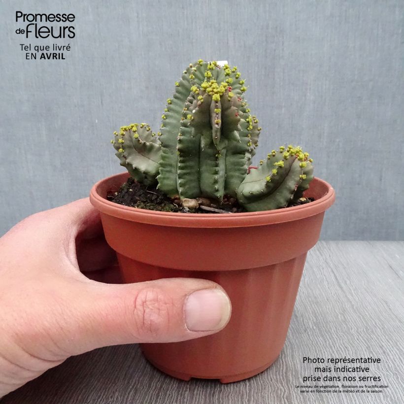 Exemplar von Euphorbia fruticosa Inermis - Wolfsmilch Topf 12 cm / 13 cmGelieferte Höhe ca. 10cm wie im Frühjahr geliefert
