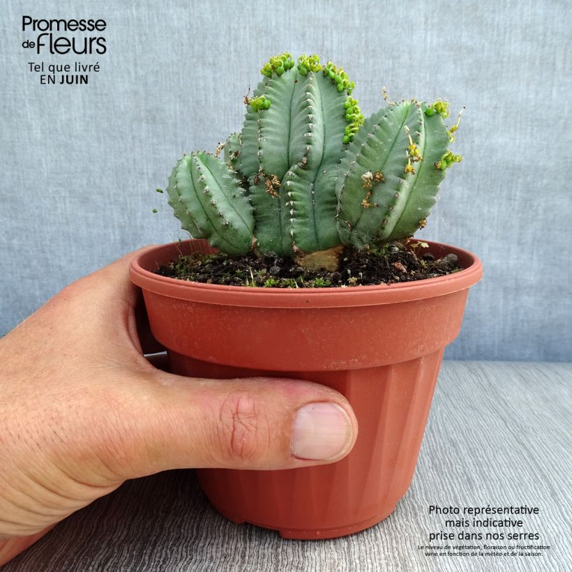 Exemplar von Euphorbia fruticosa Inermis - Wolfsmilch Topf 12 cm / 13 cm wie im Sommer geliefert