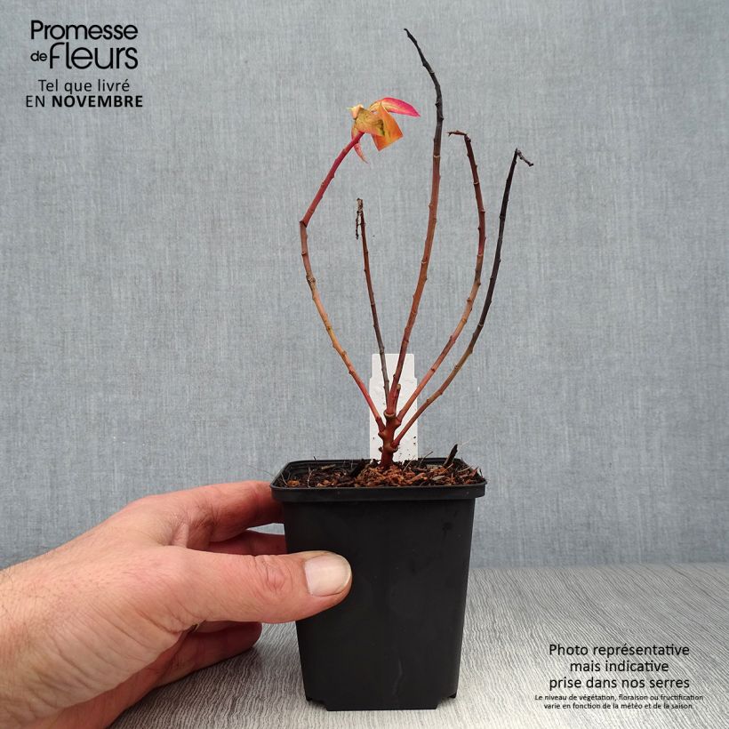Exemplar von Euphorbia griffithii Fireglow - Griffiths Wolfsmilch Kleine Töpfe von 8/9 cm wie im Herbst geliefert