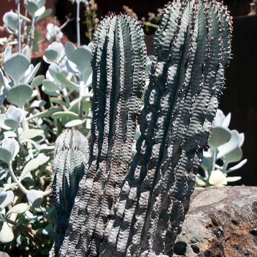 Euphorbia horrida Alba (Hafen)