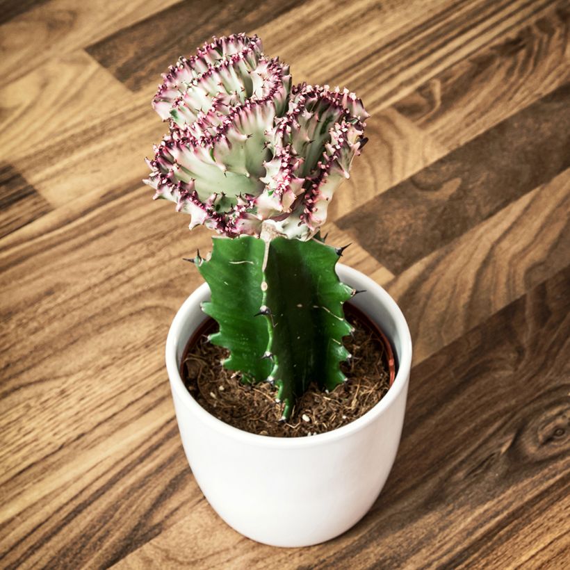 Euphorbia lactea Cristata - Korallen-Wolfsmilch (Hafen)