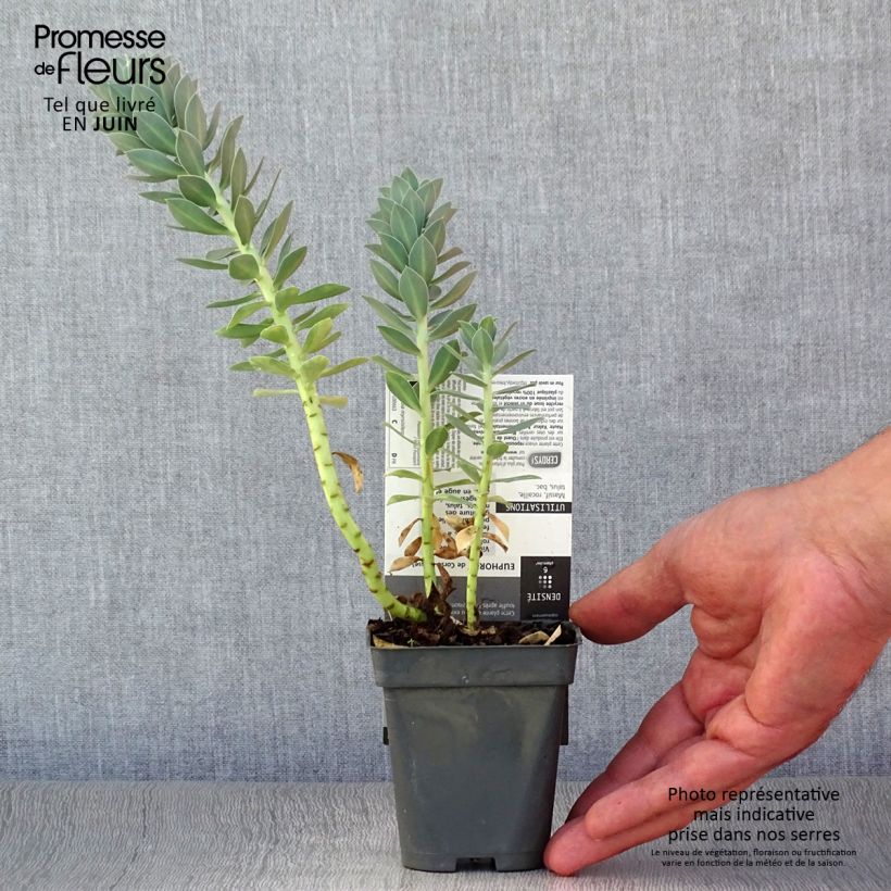 Exemplar von Euphorbia myrsinites - Blaugrüne Wolfsmilch Kleine Töpfe von 8/9 cm wie im Sommer geliefert