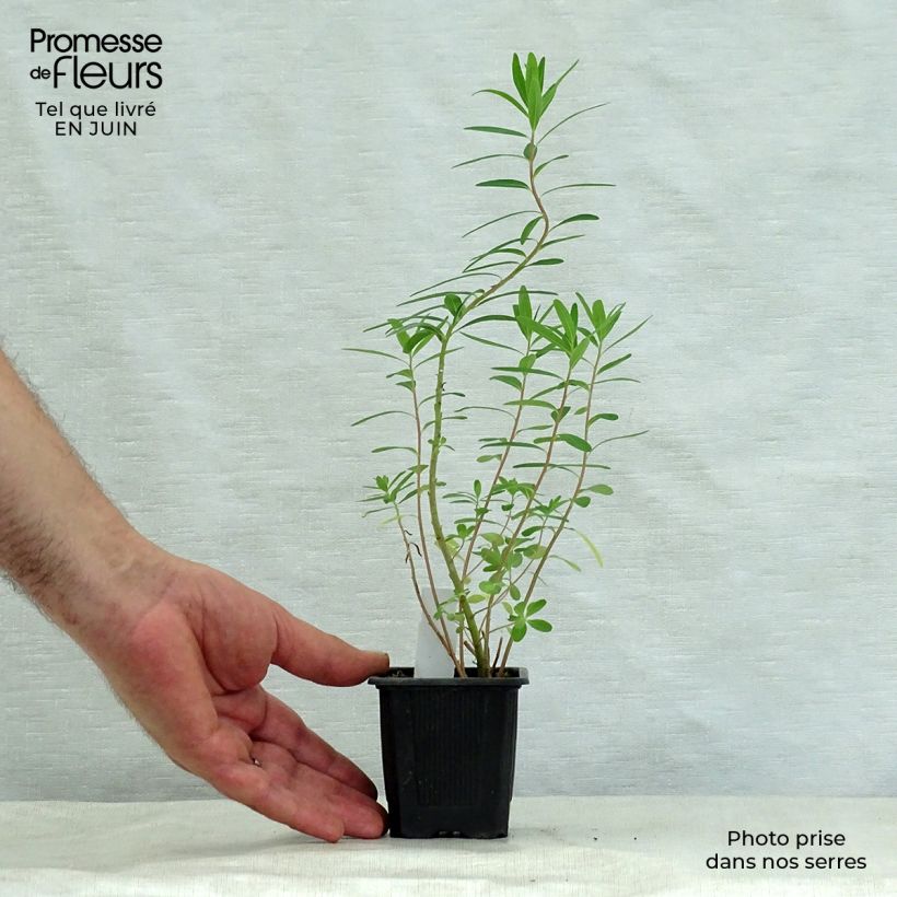 Exemplar von Euphorbia palustris - Sumpf-Wolfsmilch Kleine Töpfe von 8/9 cm wie im Sommer geliefert
