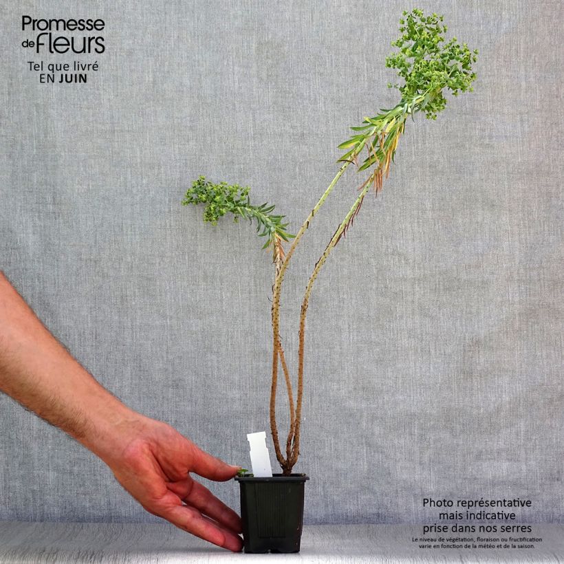 Exemplar von Euphorbia pithyusa - Pithyusen-Wolfsmilch Kleine Töpfe von 8/9 cm wie im Sommer geliefert