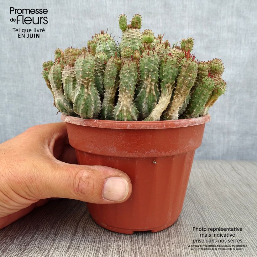 Exemplar von Euphorbia submammillaris - Wolfsmilch Topf 12 cm / 13 cm wie im Sommer geliefert