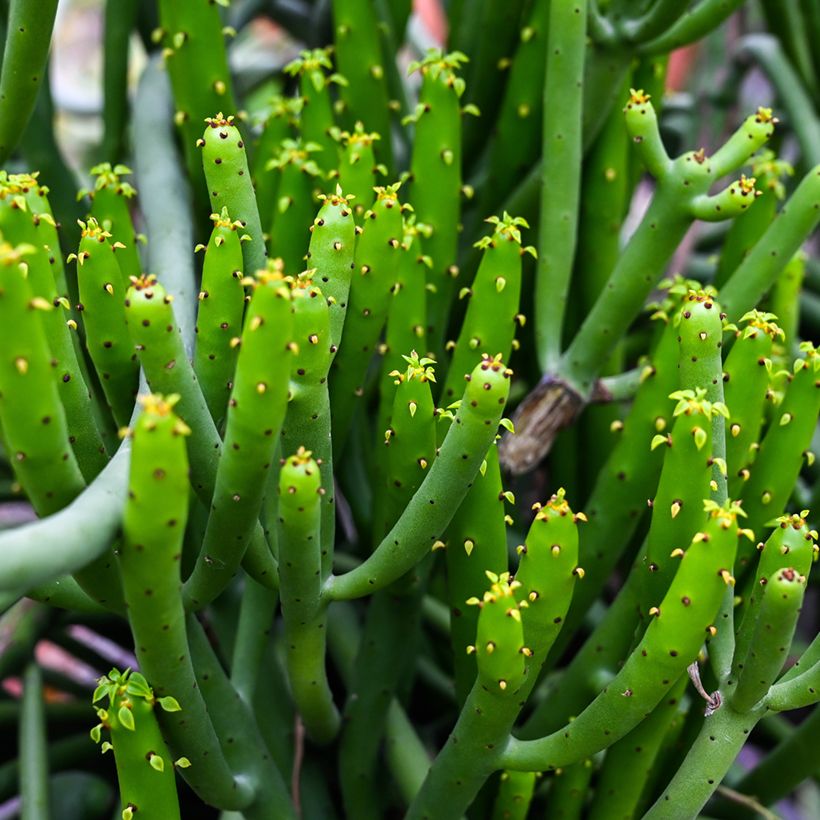 Bleistiftstrauch - Euphorbia tirucalli (Laub)