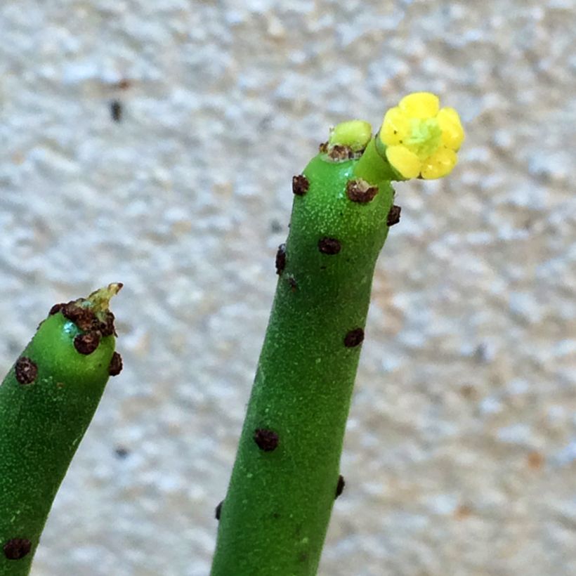 Bleistiftstrauch - Euphorbia tirucalli (Blüte)