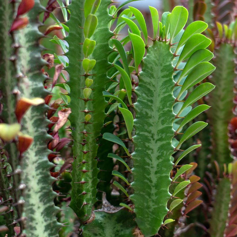 Euphorbia trigona (Laub)