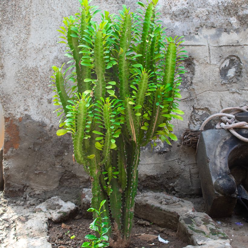 Euphorbia trigona (Hafen)