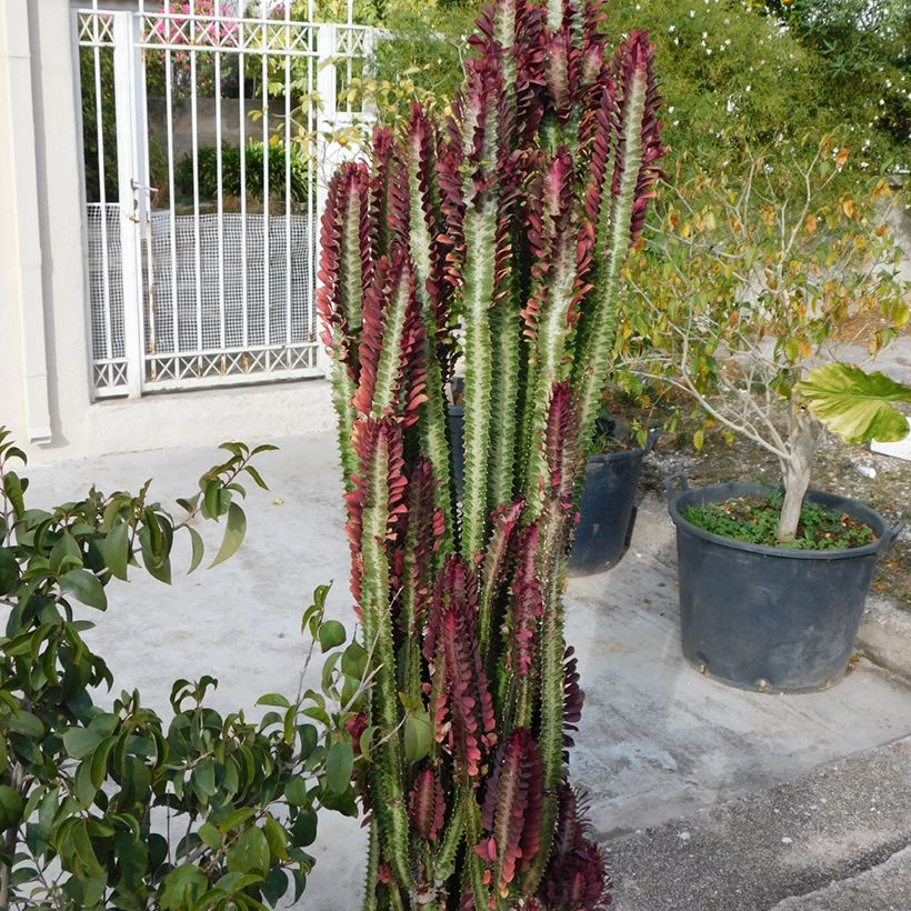 Euphorbia trigona f. rubra (Hafen)