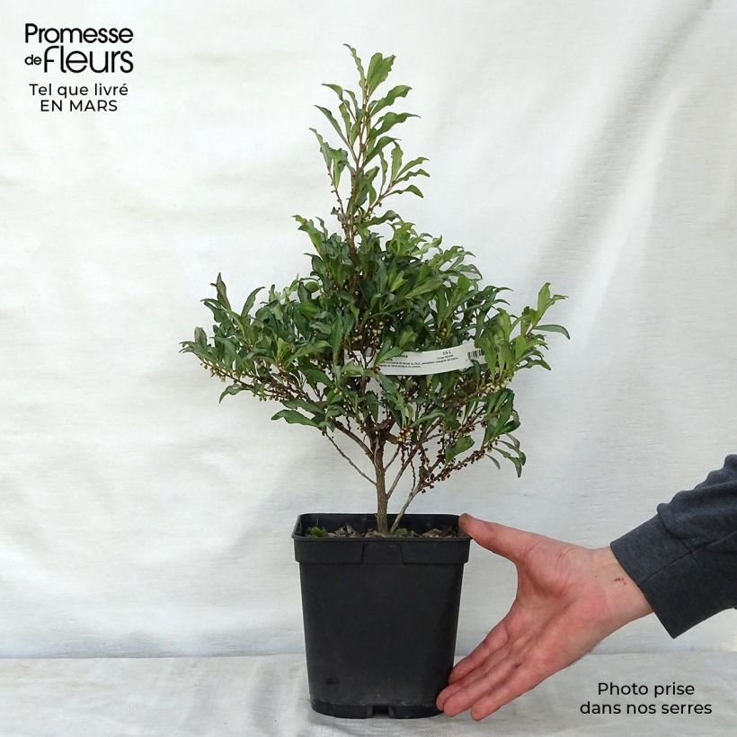 Exemplar von Eurya japonica Moutiers - Sperrstrauch Topf mit 2L/3LGelieferte Höhe ca. 30/40cm wie im Frühjahr geliefert