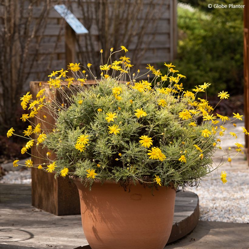 Euryops Infinity - Goldmargerite (Hafen)
