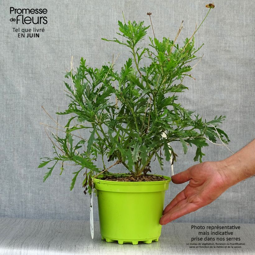 Exemplar von Euryops chrysanthemoides - Goldmargerite Topf mit 2L/3L wie im Sommer geliefert