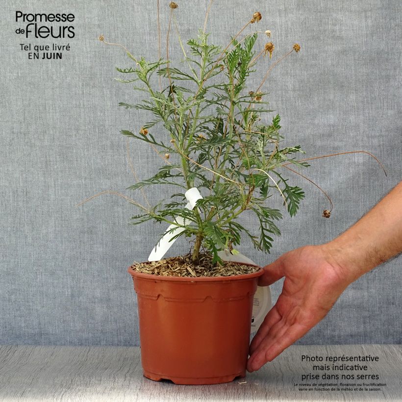 Exemplar von Euryops pectinatus - Goldmargerite Topf mit 2L/3L wie im Sommer geliefert