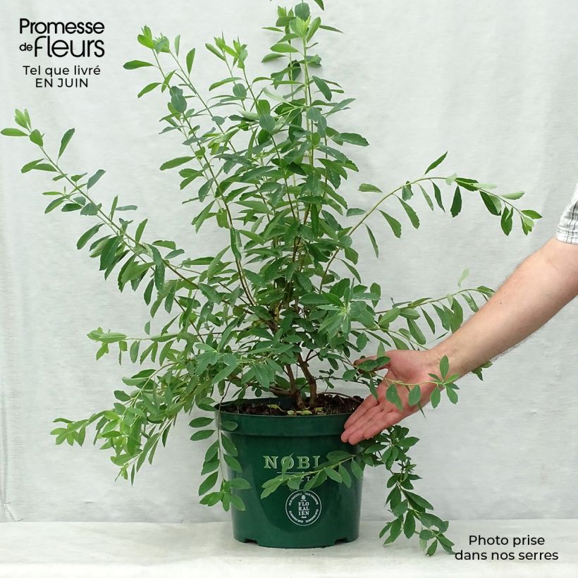 Exemplar von Prunkspiere Niagara - Exochorda racemosa Topf mit 7,5L/10L wie im Sommer geliefert