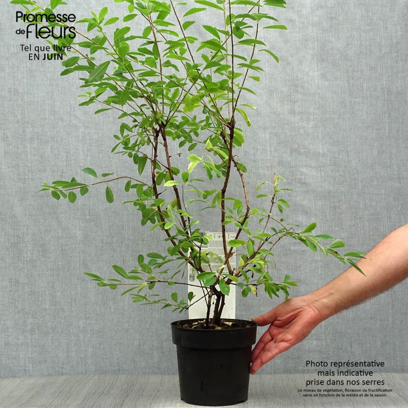 Exemplar von Prunkspiere Niagara - Exochorda racemosa Topf mit 3L/4L wie im Sommer geliefert