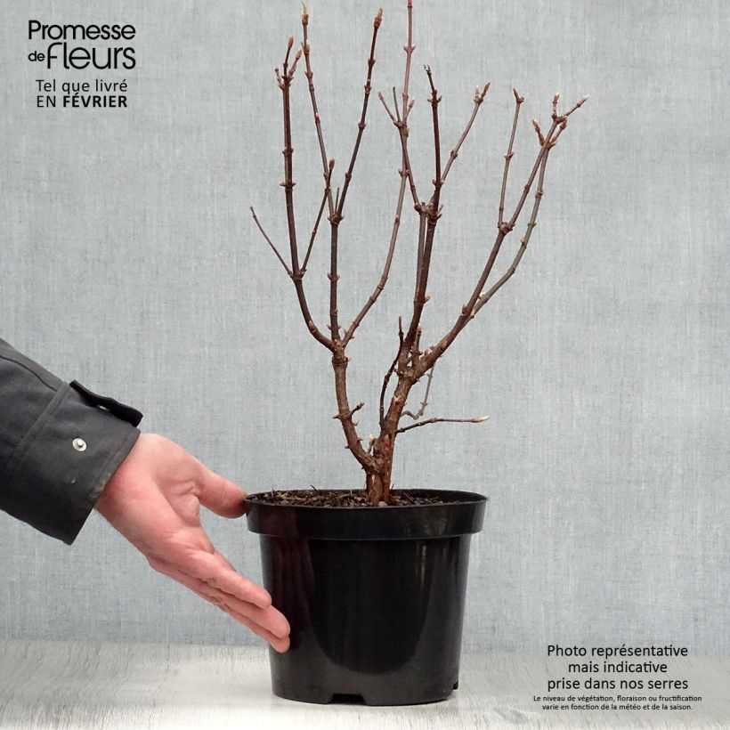 Exemplar von Prunkspiere Snow White - Exochorda serratifolia Topf mit 2L/3L wie im Winter geliefert
