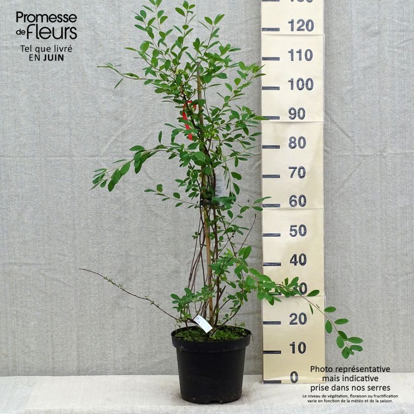 Exemplar von Prunkspiere The Bride - Exochorda macrantha Topf mit 12L/15L wie im Sommer geliefert