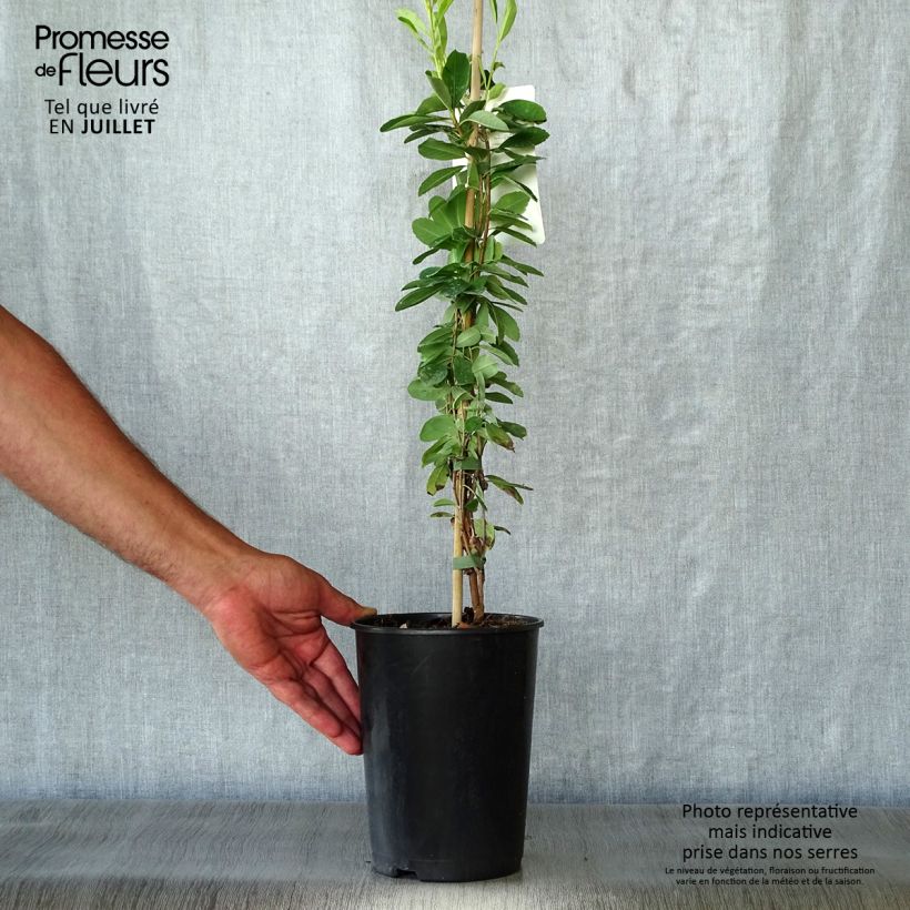 Exemplar von Prunkspiere The Bride - Exochorda macrantha Topf mit 2L/3L wie im Sommer geliefert