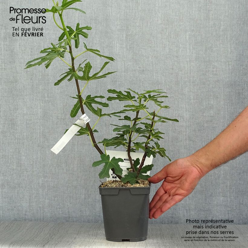 Exemplar von Feige Marseillaise - Ficus carica Topf mit 2L/3L wie im Herbst geliefert