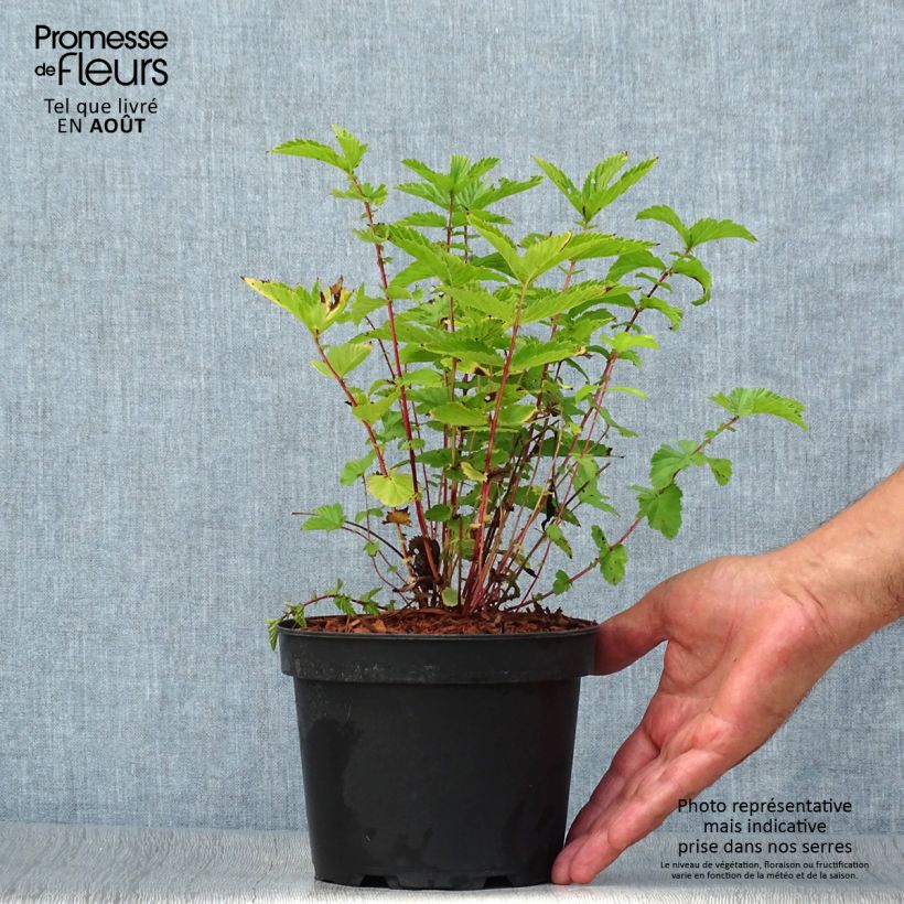 Exemplar von Echtes Mädesüß - Filipendula ulmaria Topf mit 2L/3L wie im Sommer geliefert