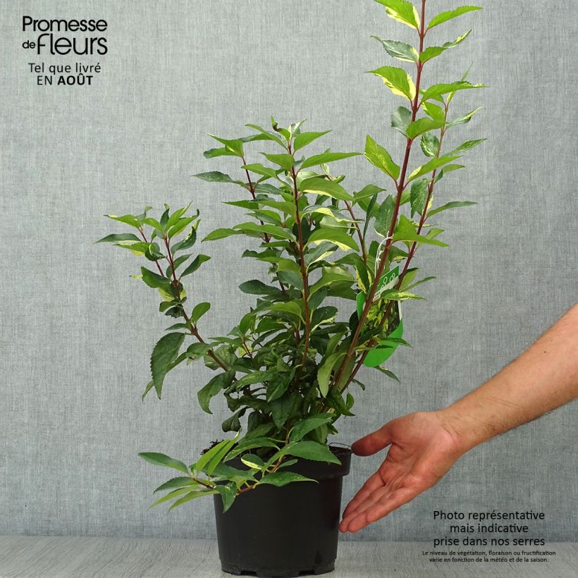 Exemplar von Goldglöckchen Variegata - Forsythie Topf mit 3L/4L wie im Sommer geliefert
