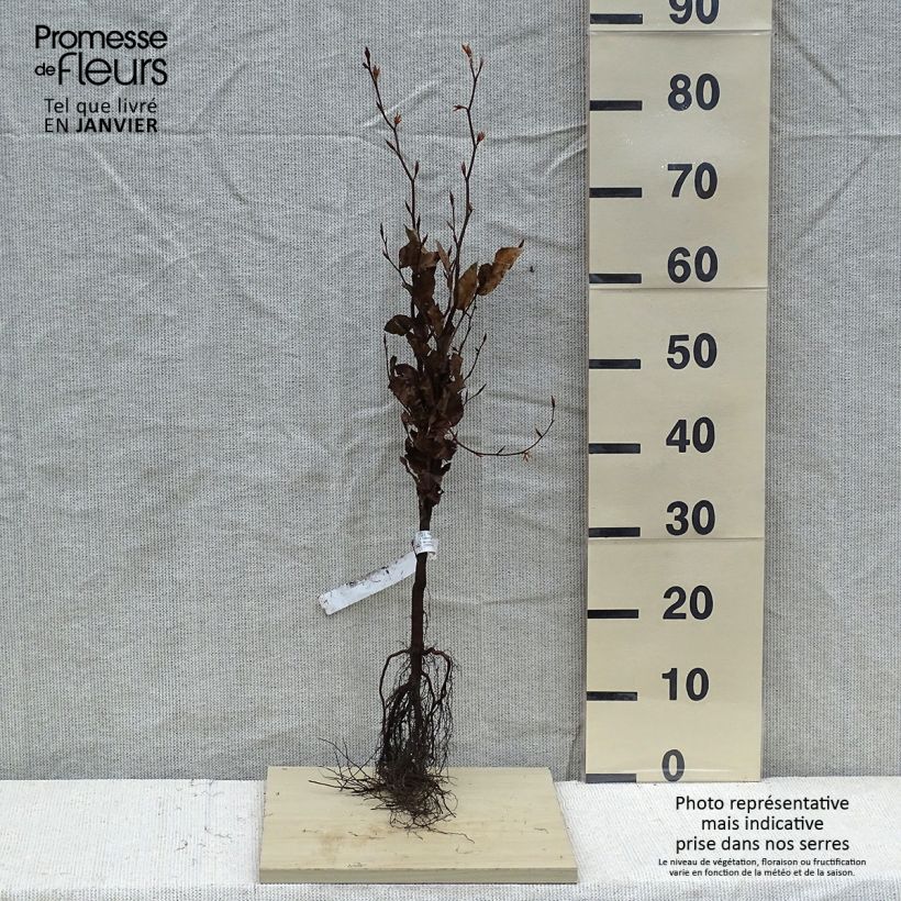 Exemplar von Rotbuche Atropurpurea - Fagus sylvatica Wurzelnackt wie im Winter geliefert