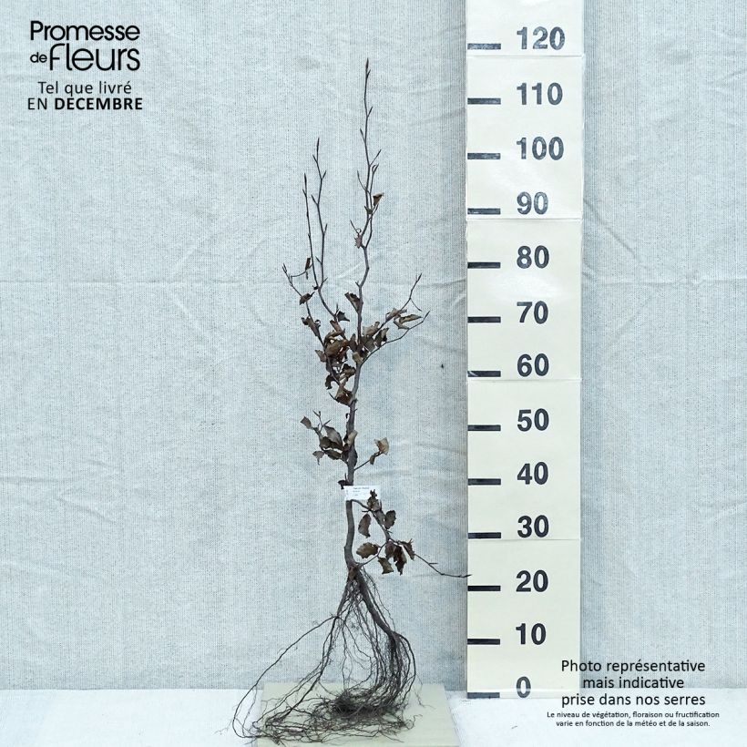 Exemplar von Rotbuche Atropurpurea - Fagus sylvatica Wurzelnackt wie im Winter geliefert