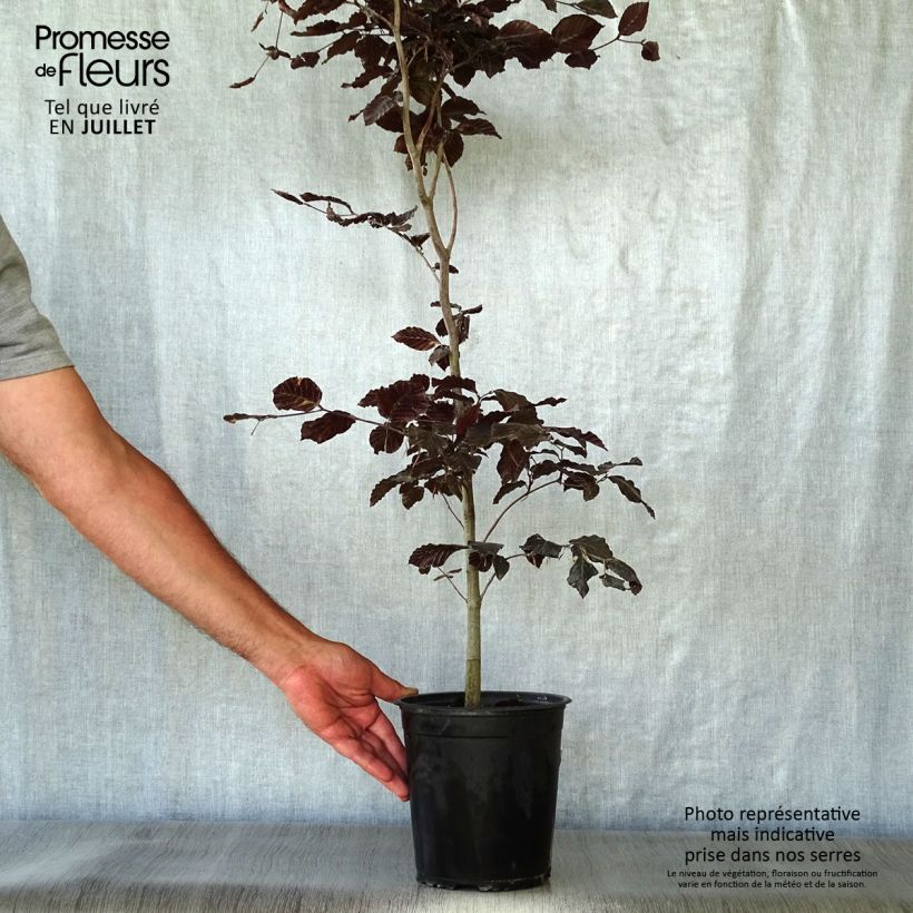 Exemplar von Rotbuche Atropurpurea - Fagus sylvatica Topf mit 2L/3L wie im Sommer geliefert