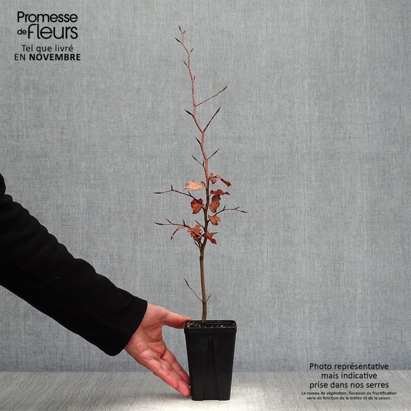 Exemplar von Rotbuche Atropurpurea - Fagus sylvatica Kleine Töpfe von 8/9 cm wie im Herbst geliefert