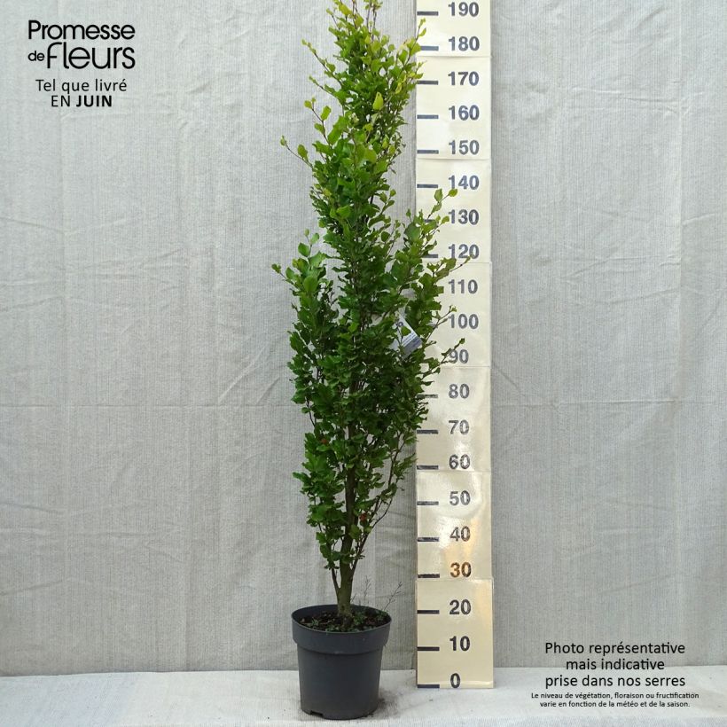 Exemplar von Rotbuche Callista - Fagus sylvatica Topf mit 7,5L/10L wie im Frühjahr geliefert