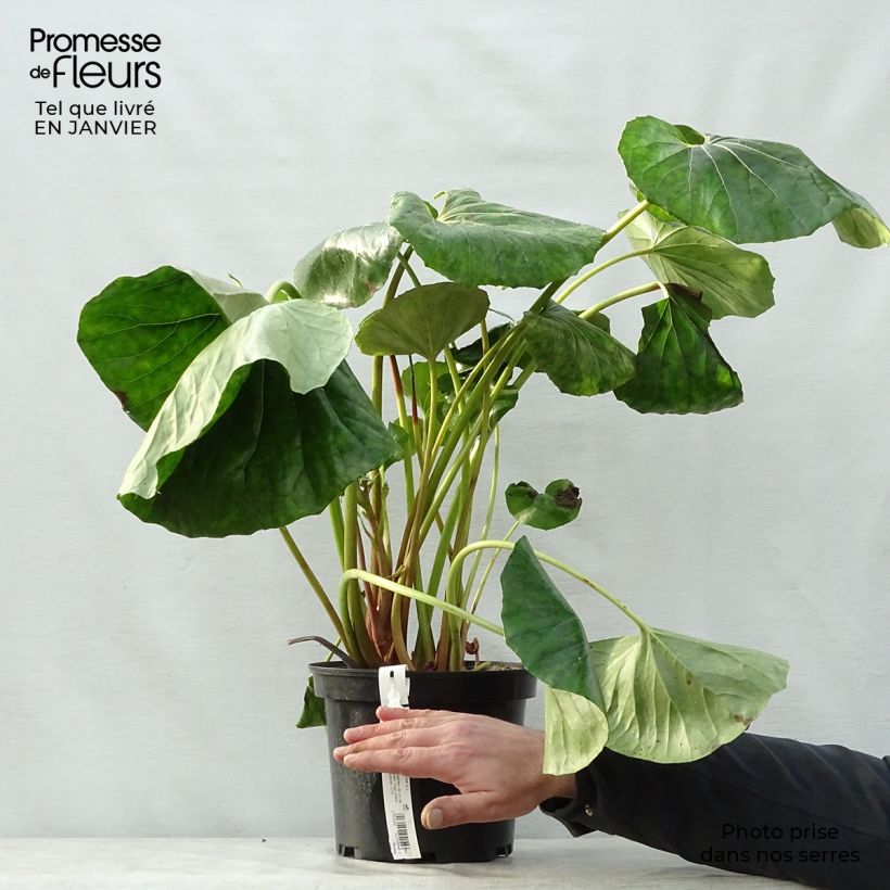 Exemplar von Farfugium japonicum Crispata - Japanischer Scheingoldkolben Topf mit 4L/5L wie im Winter geliefert