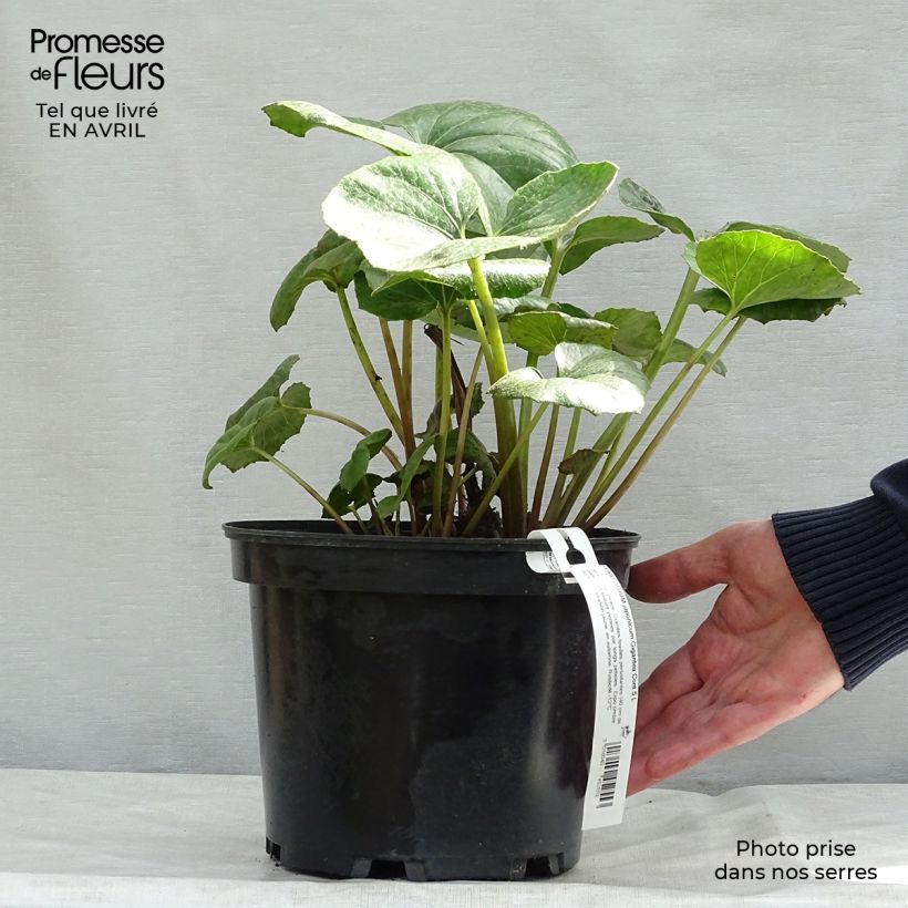 Exemplar von Farfugium japonicum Crispata - Japanischer Scheingoldkolben Topf mit 4L/5L wie im Frühjahr geliefert