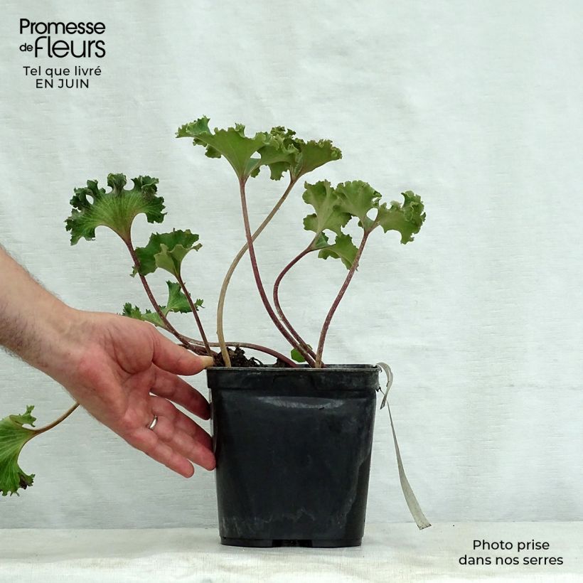 Exemplar von Farfugium japonicum Wavy Gravy - Japanischer Scheingoldkolben Topf mit 2L/3L wie im Sommer geliefert