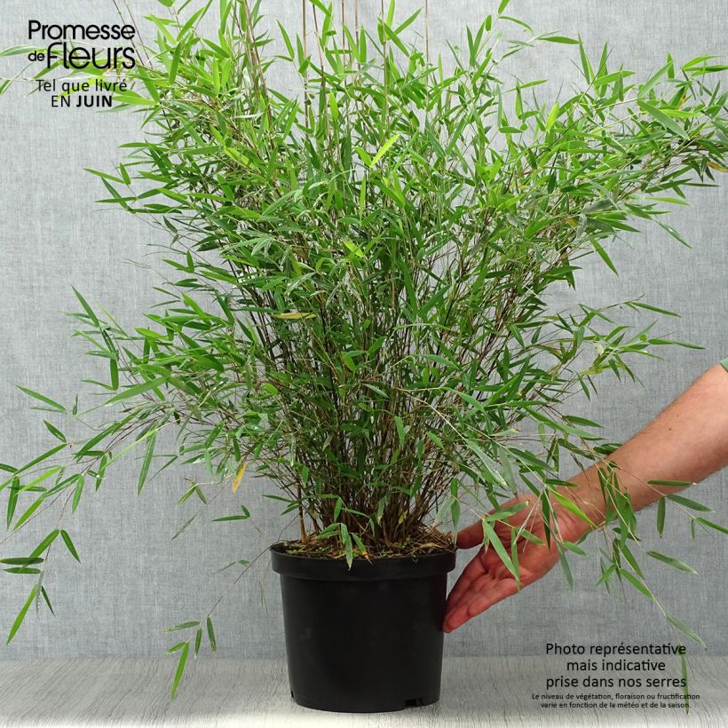 Exemplar von Fargesia sp Jiuzhaigou Deep Purple - Bambus Topf mit 4L/5L wie im Sommer geliefert