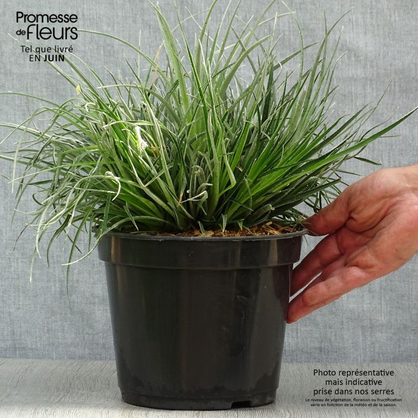 Exemplar von Fascicularia bicolor - Fascicularie Topf mit 3L/4L wie im Sommer geliefert