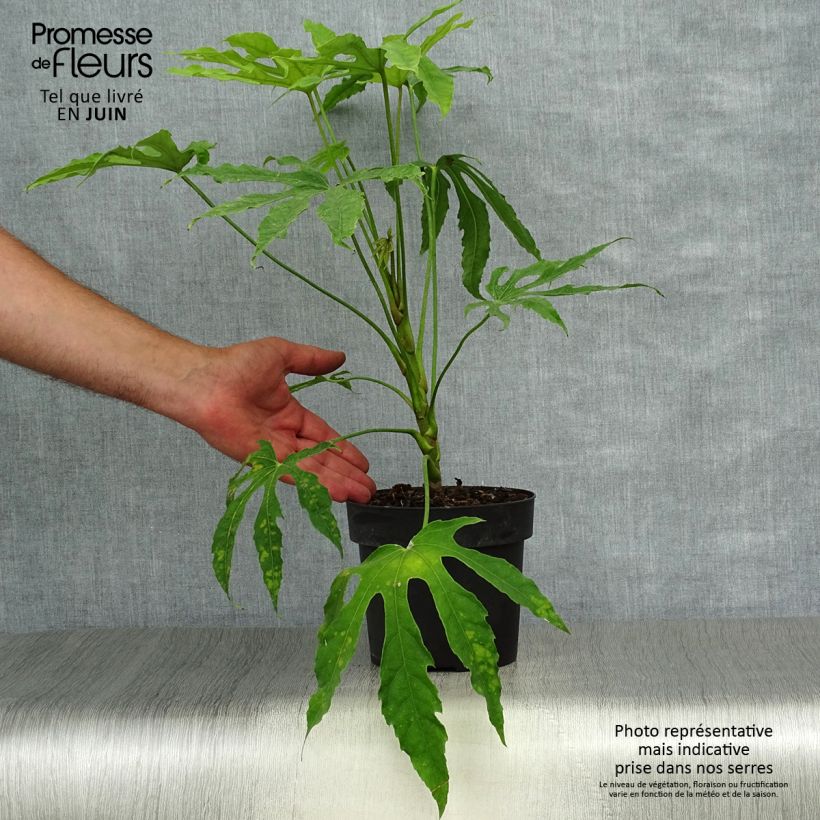 Exemplar von Fatsia polycarpa Green Fingers - Taiwan-Aralie Topf mit 2L/3L wie im Sommer geliefert