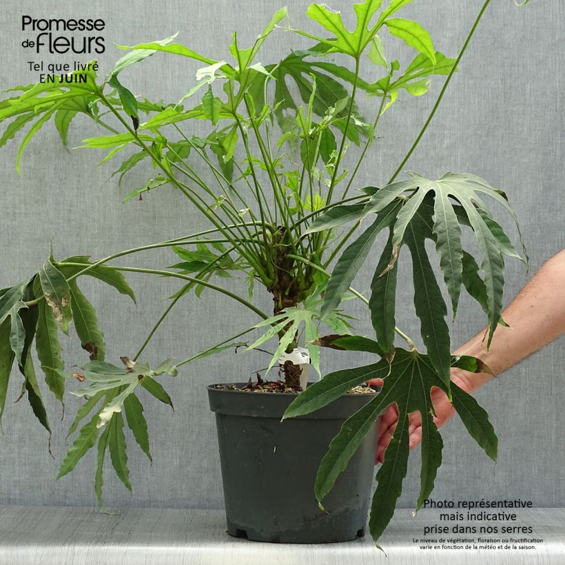 Exemplar von Fatsia polycarpa Green Fingers - Taiwan-Aralie Topf mit 6L/7L wie im Sommer geliefert