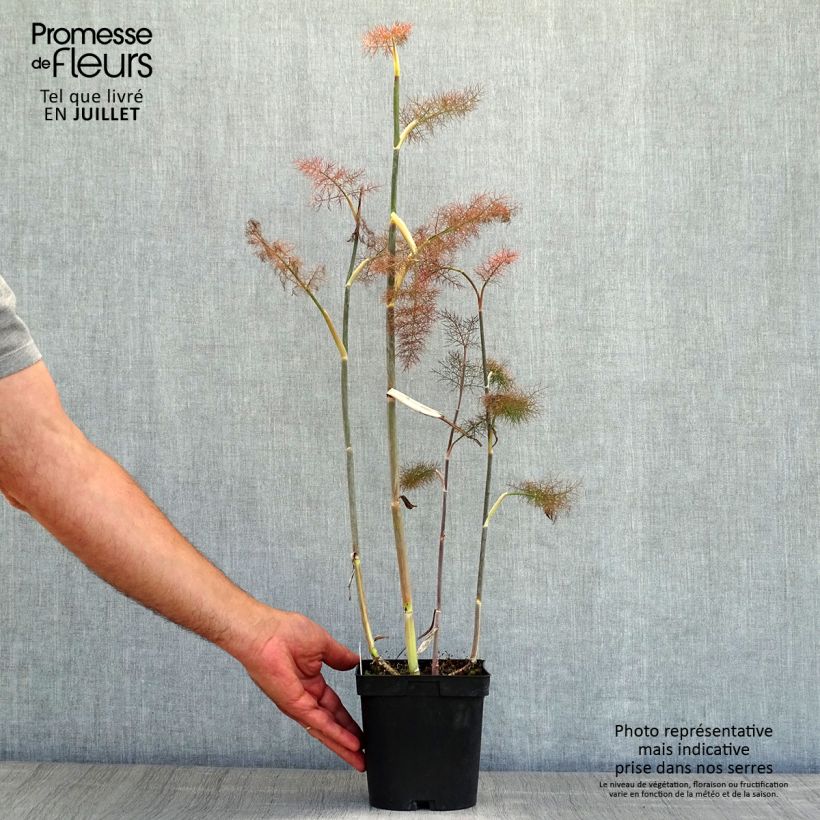 Exemplar von Fenchel Purpureum - Foeniculum vulgare Topf mit 2L/3L wie im Sommer geliefert