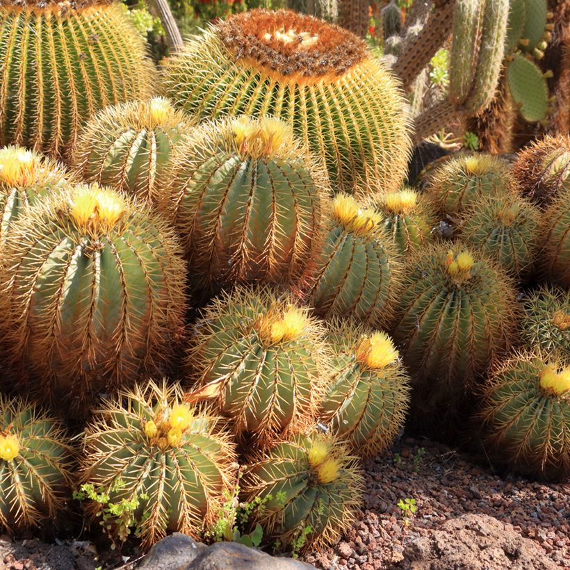 Ferocactus glaucescens - Ferokaktus (Hafen)