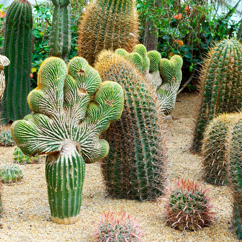 Ferocactus gracilis subsp. coloratus - Ferokaktus (Hafen)