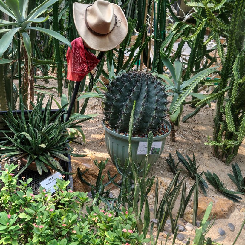 Ferocactus horridus - Ferokaktus (Hafen)