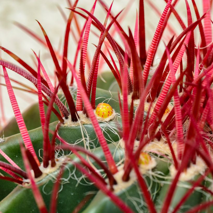 Ferocactus stainesii var. pilosus - Ferocactus stainesii (Laub)
