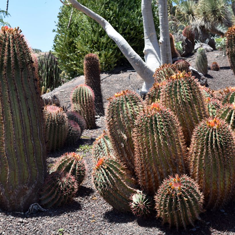 Ferocactus stainesii var. pilosus - Ferocactus stainesii (Hafen)