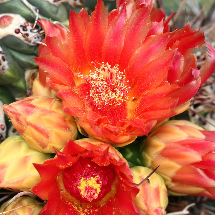 Ferocactus emoryi - Ferokaktus (Blüte)