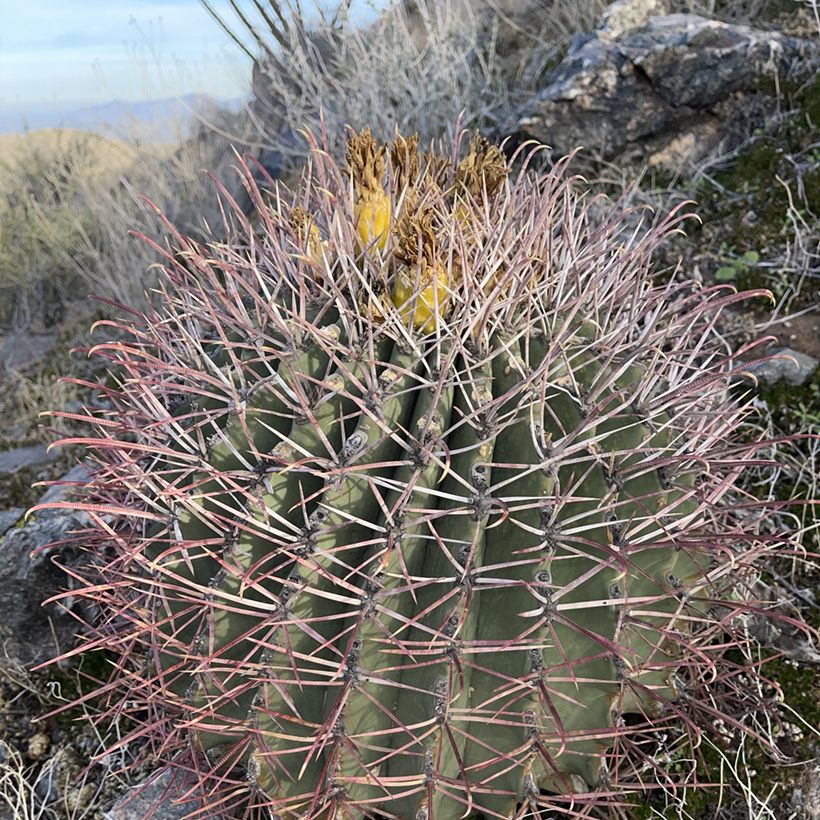 Ferocactus emoryi - Ferokaktus (Hafen)