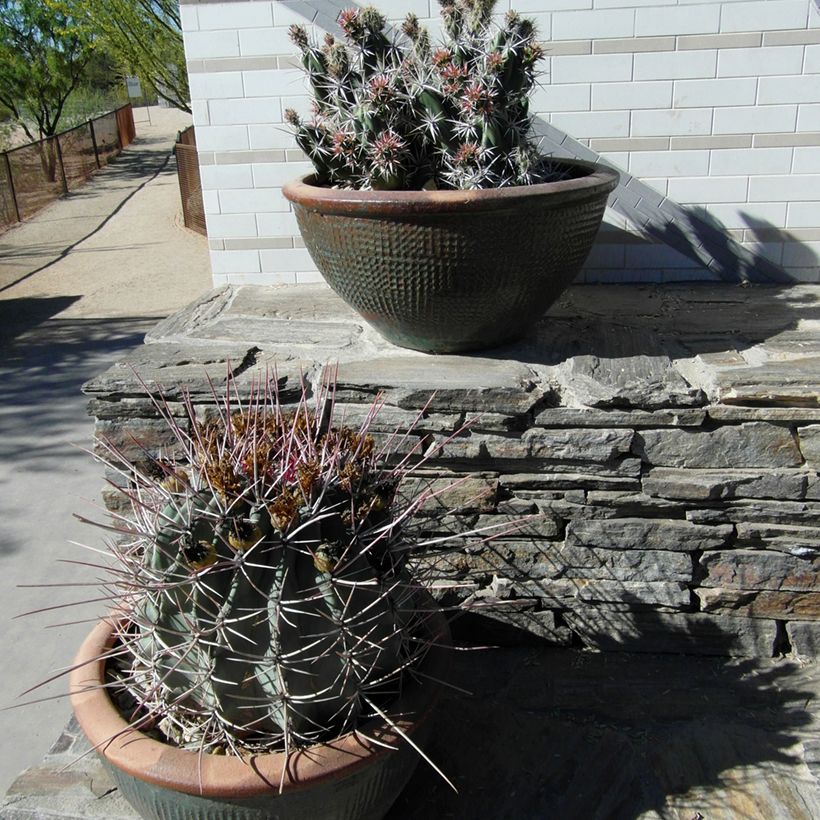 Ferocactus rectispinus - Ferokaktus (Hafen)